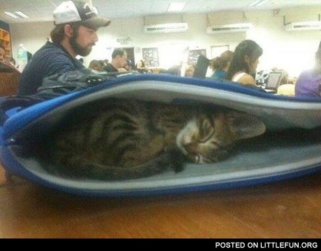 Kitten sleeps in the jacket or in the handbag, cuteness overload ^^