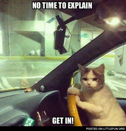 Cat in the car. No time to explain, get in!
