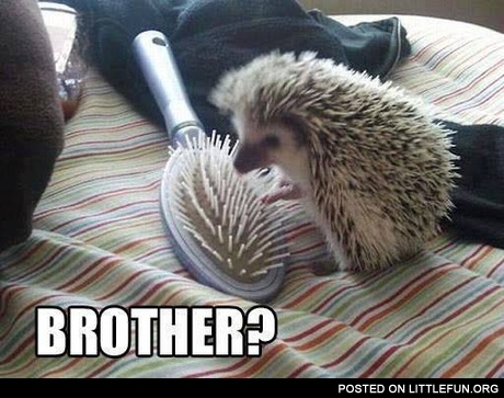 Hedgehog and the comb. Brother?