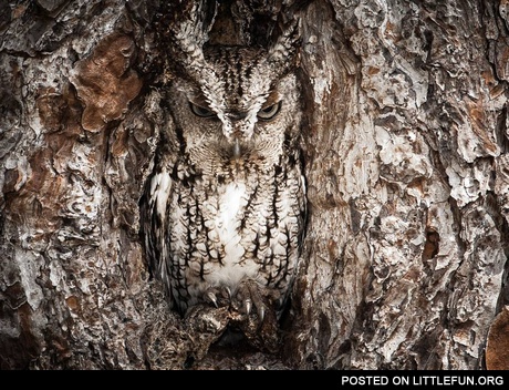 Owl in the tree. Camouflage level: Nature
