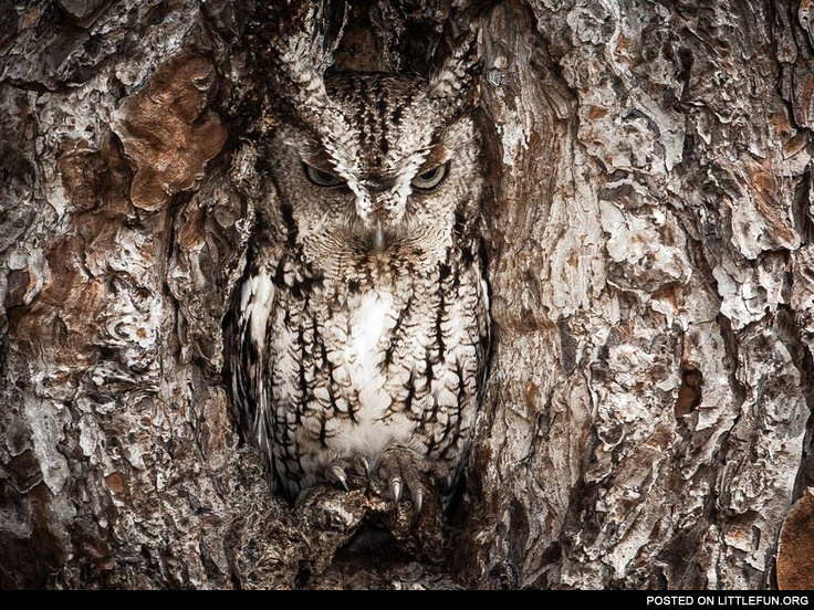 Owl in the tree. Camouflage level: Nature