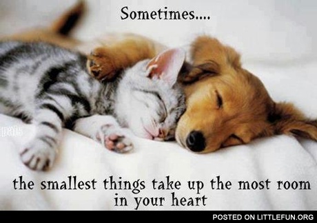 Sometimes the smallest things take up the most room in your heart