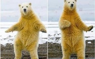 I'm sexy and I know it. Polar bear.