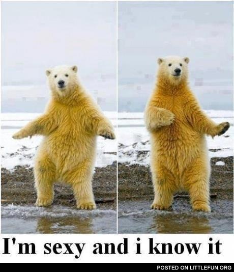 I'm sexy and I know it. Polar bear.