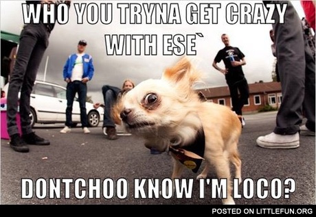 Loco dog