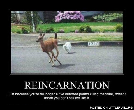Reincarnation. Hunting cat.