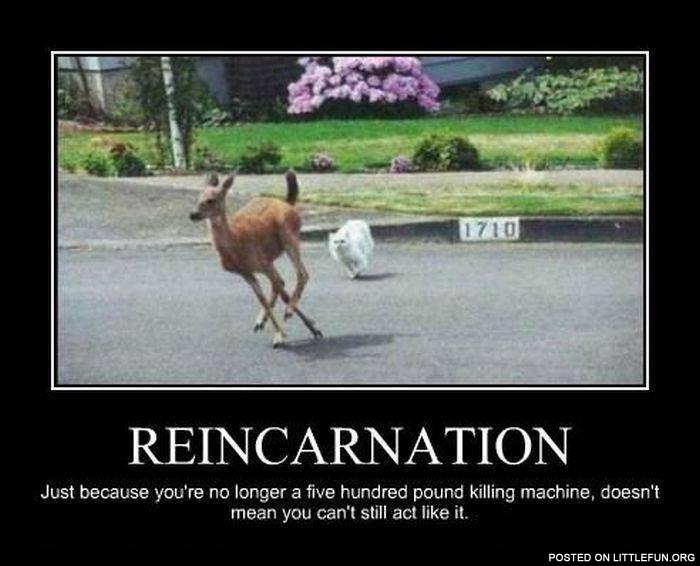 Reincarnation. Hunting cat.