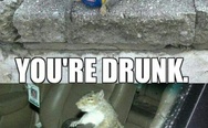 Go home squirrel, you are drunk