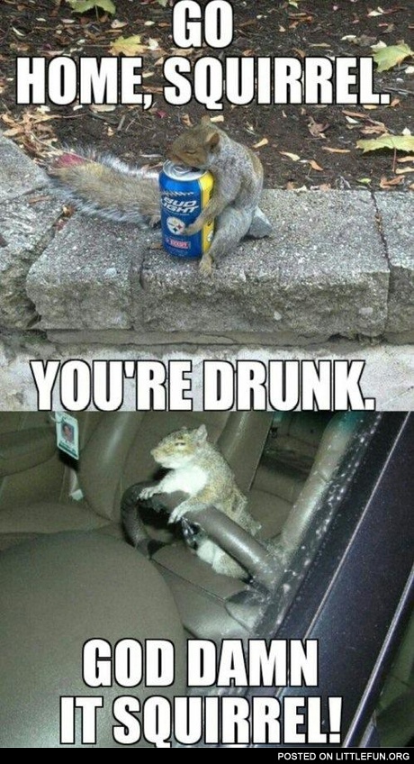 Go home squirrel, you are drunk