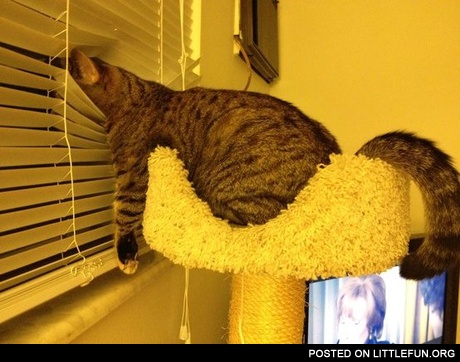 Cat looking out the window