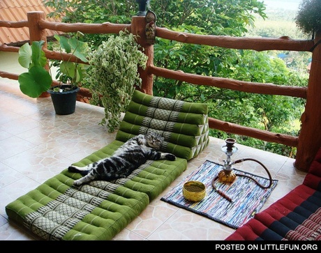 Cat on the terrace with a hookah