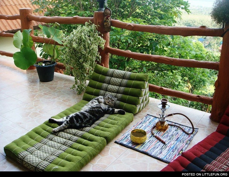 Cat on the terrace with a hookah