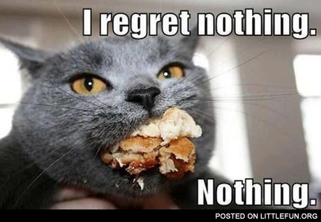 I regret nothing. Cat with food.