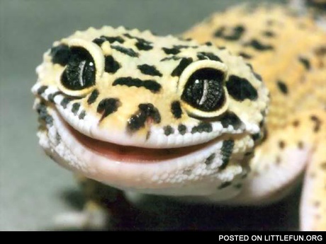Smiling lizard