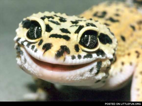 Smiling lizard