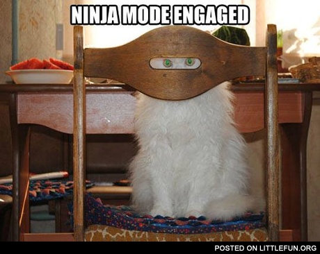 Ninja mode engaged. Ninja cat.