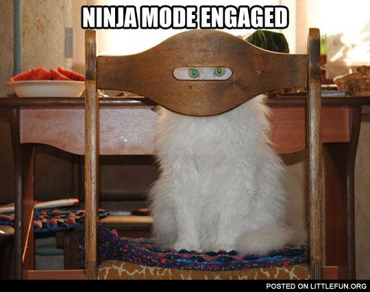 Ninja mode engaged. Ninja cat.