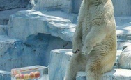 The polar bear and the apples in ice cube