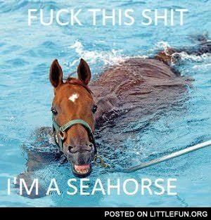 I'm a seahorse