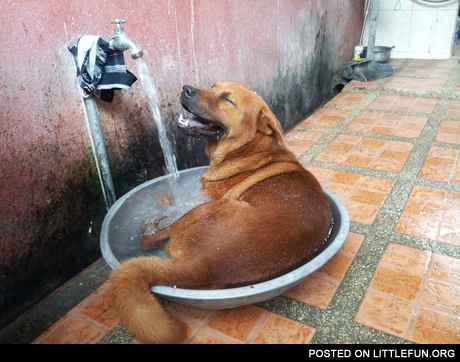 Dog taking a bath