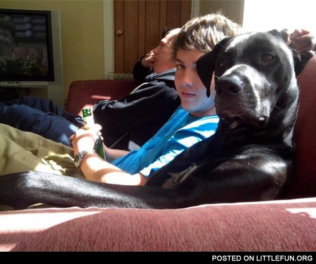 Dog on the couch
