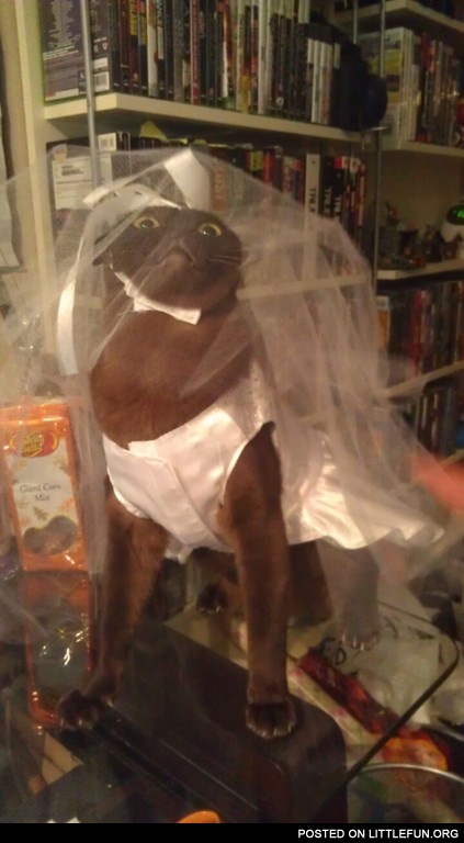 Cat in the wedding dress