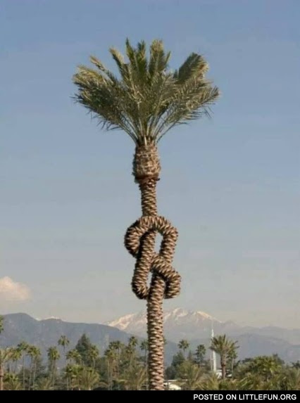 Knot palm