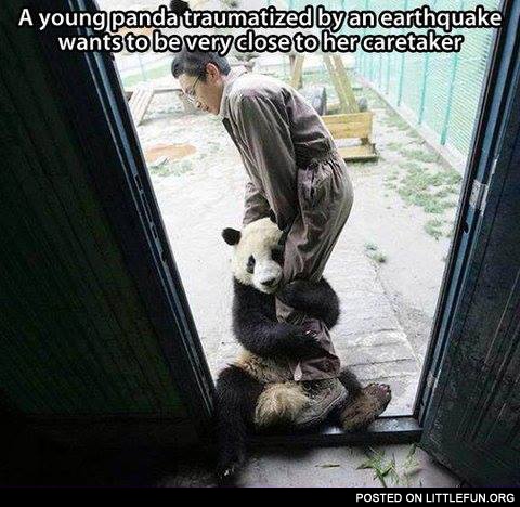 A young panda traumatized by an earthquake wants to be very close to her caretaker