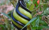 This is a tomato that accidentally grew inside a fence