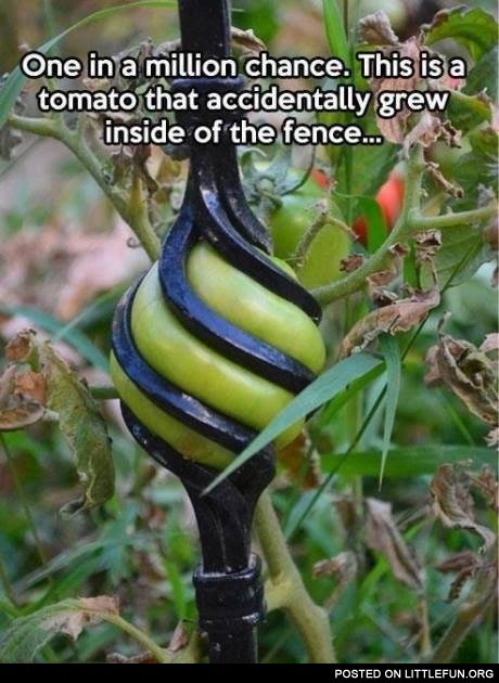 This is a tomato that accidentally grew inside a fence
