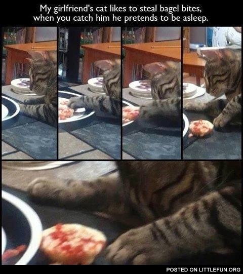 My girlfriend's cat likes to steal bagel bites