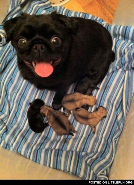 I made these. Pug mama.