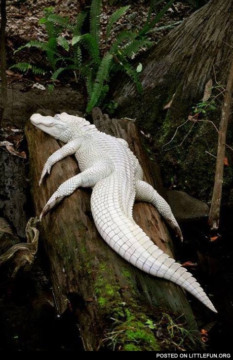 Albino alligator