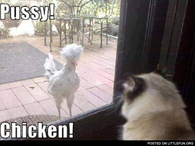 P*ssy! Chicken!