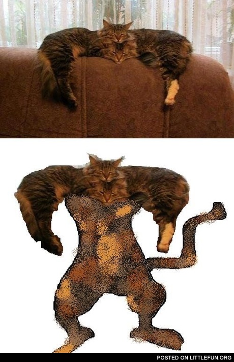 Cats on the couch