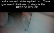 Spiders in bathroom