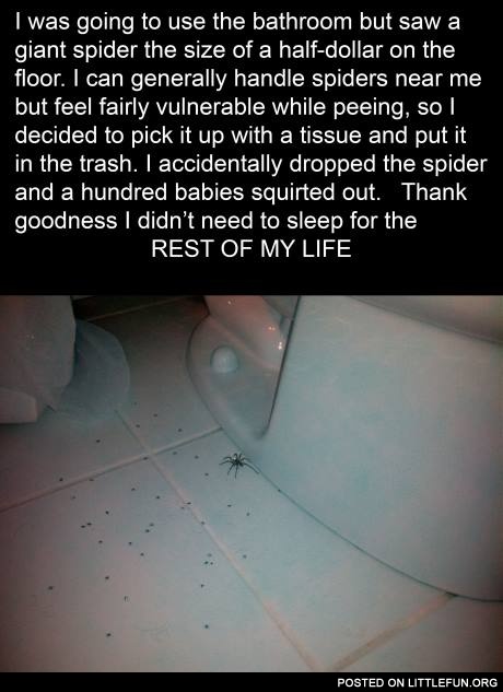 Spiders in bathroom