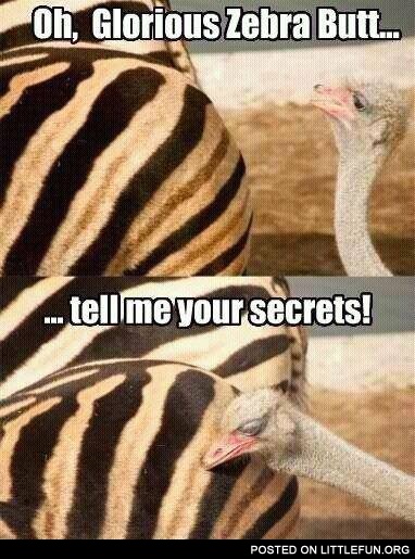 Oh, glorious zebra butt, tell me your secrets