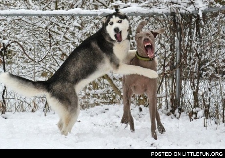 Crazy dogs