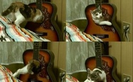 Cat in guitar