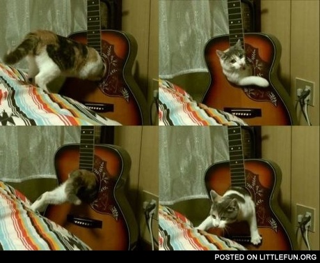Cat in guitar