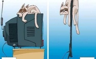 Cat on TV then and now