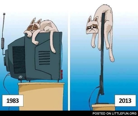 Cat on TV then and now