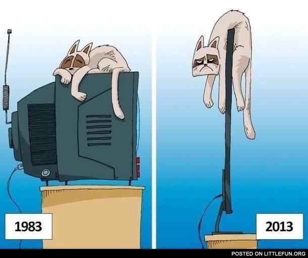 Cat on TV then and now