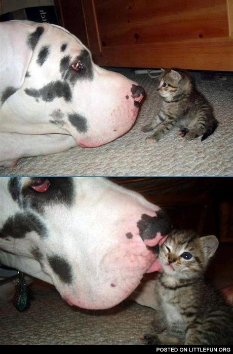The dog and lil kitten