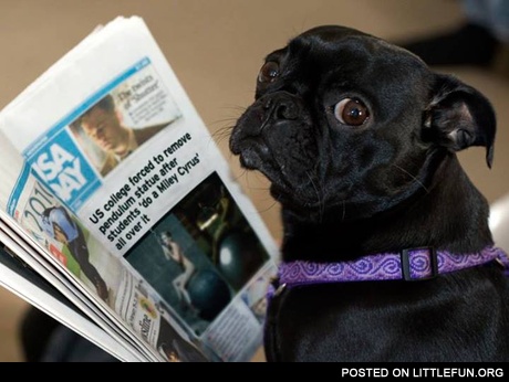 Dog reading the news about Miley Cyrus