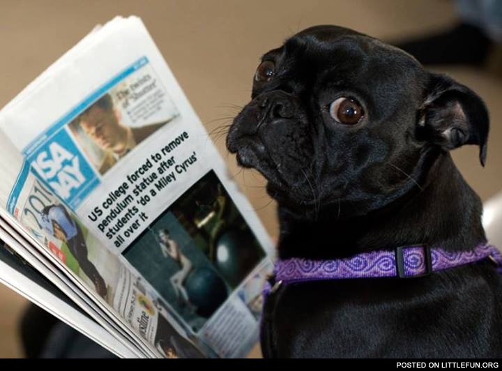 Dog reading the news about Miley Cyrus