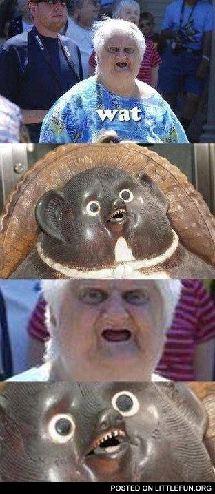 Lady Wat vs. Weird Bear