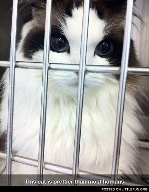 This cat is prettier than most humans