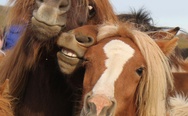 Horses photoshoot